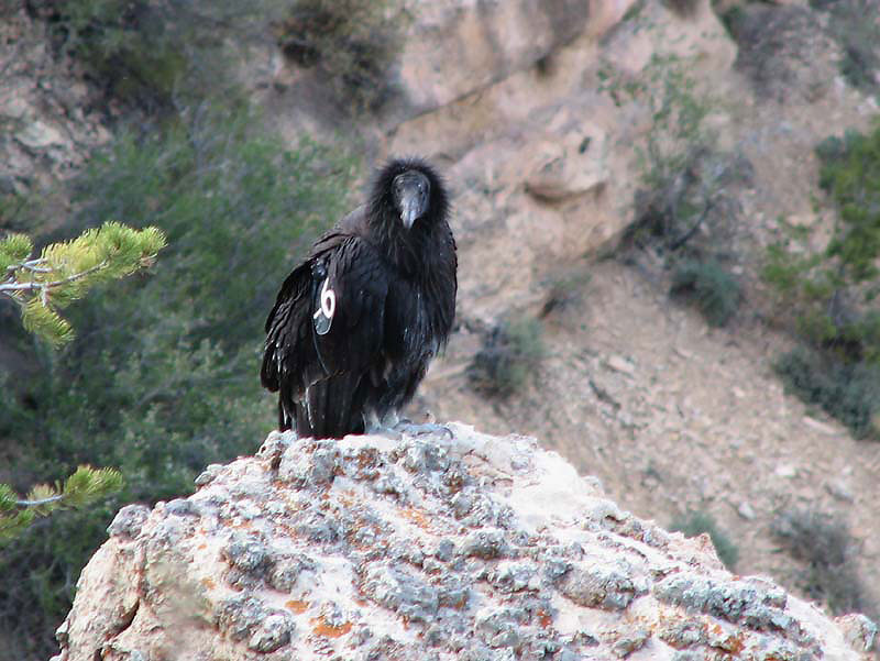 Grand Canyon - Californian Condor